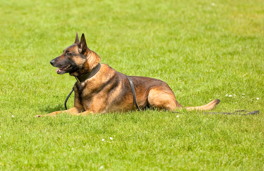 When raising a sporting, service or performance dog there is a common ...