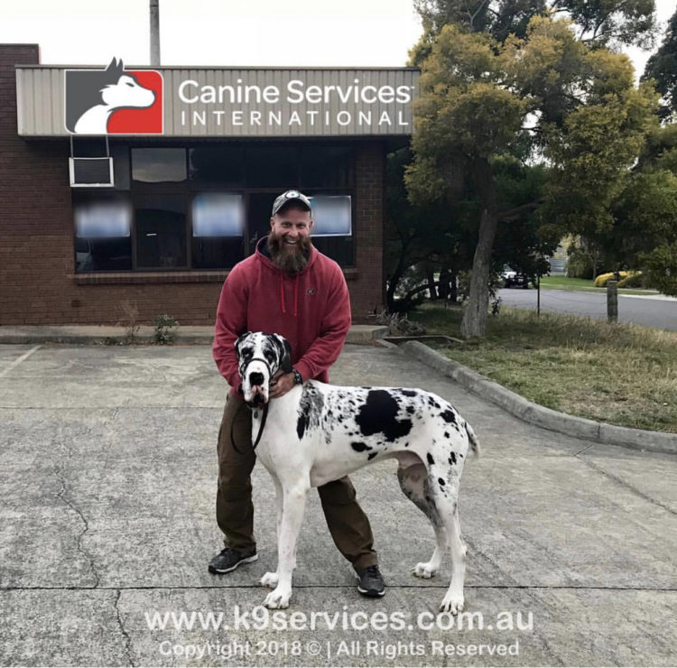 Pet Dog Training with a Great Dane